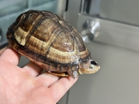 クリックで拡大画像表示