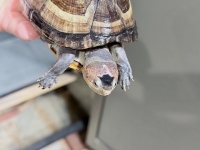 クリックで拡大画像表示