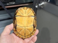 クリックで拡大画像表示