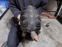 クリックで拡大画像表示