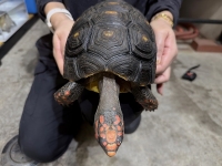 クリックで拡大画像表示