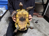 クリックで拡大画像表示