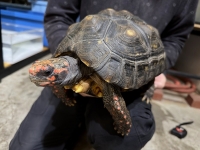 クリックで拡大画像表示