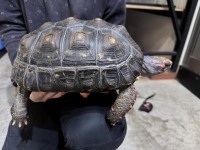 クリックで拡大画像表示