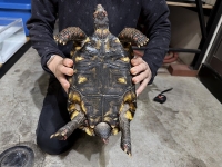 クリックで拡大画像表示