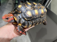 クリックで拡大画像表示