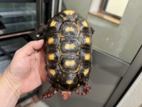 クリックで拡大画像表示