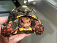 クリックで拡大画像表示