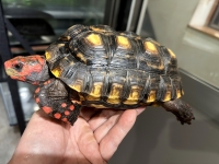 クリックで拡大画像表示