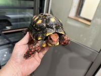 クリックで拡大画像表示