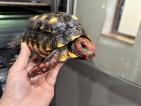 クリックで拡大画像表示