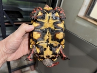 クリックで拡大画像表示