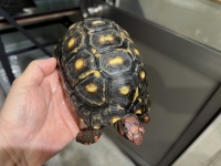 クリックで拡大画像表示