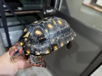 クリックで拡大画像表示