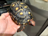 クリックで拡大画像表示