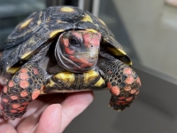 クリックで拡大画像表示