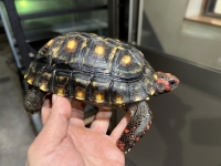 クリックで拡大画像表示