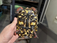 クリックで拡大画像表示