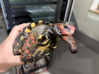 クリックで拡大画像表示