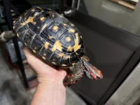 クリックで拡大画像表示