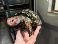 クリックで拡大画像表示