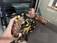 クリックで拡大画像表示