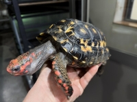 クリックで拡大画像表示