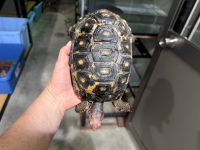 クリックで拡大画像表示