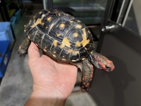 クリックで拡大画像表示