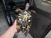 クリックで拡大画像表示