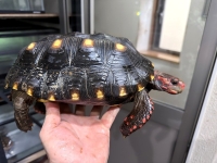 クリックで拡大画像表示