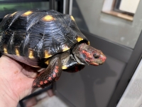 クリックで拡大画像表示