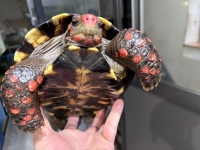 クリックで拡大画像表示