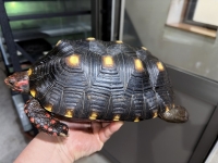 クリックで拡大画像表示