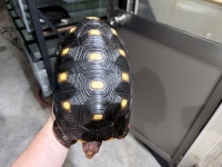 クリックで拡大画像表示