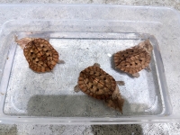 クリックで拡大画像表示