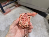 クリックで拡大画像表示