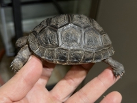 クリックで拡大画像表示