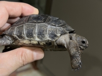 クリックで拡大画像表示