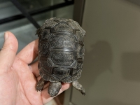 クリックで拡大画像表示