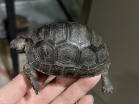 クリックで拡大画像表示