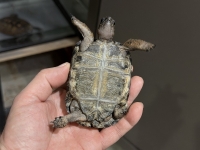 クリックで拡大画像表示