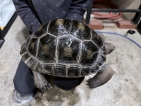 クリックで拡大画像表示