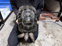 クリックで拡大画像表示