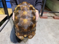 クリックで拡大画像表示