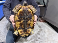 クリックで拡大画像表示