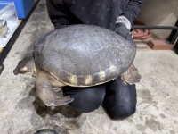 クリックで拡大画像表示