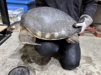 クリックで拡大画像表示