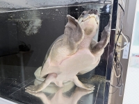 クリックで拡大画像表示