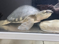 クリックで拡大画像表示